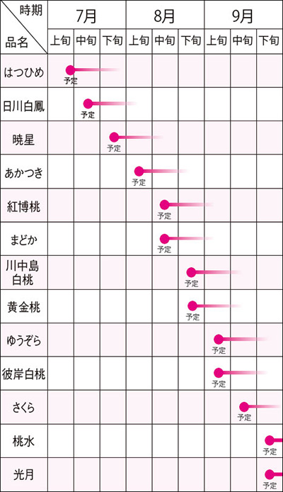 桃の収穫時期の画像