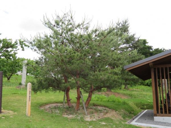 義経の腰掛松 - 国見町ホームページ