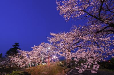 夜桜②