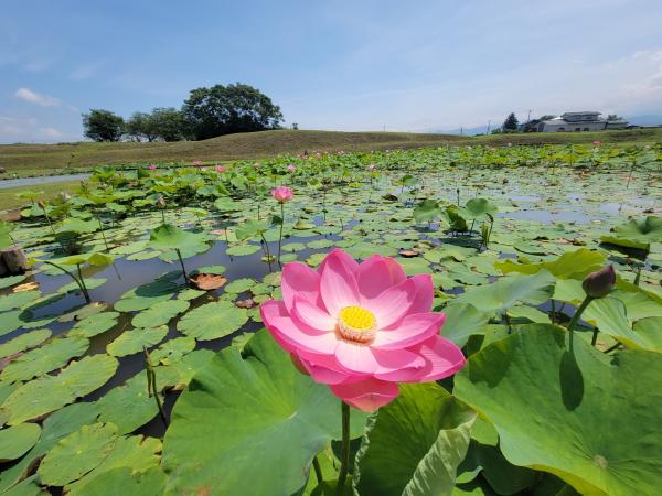 中尊寺ハスの開花情報（令和8年7月3日現在） - 国見町ホームページ