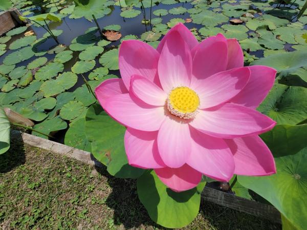 中尊寺ハスの開花情報（令和8年7月3日現在） - 国見町ホームページ