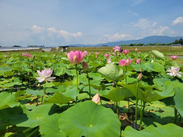 中尊寺ハスの開花情報（令和8年6月30日現在） - 国見町ホームページ