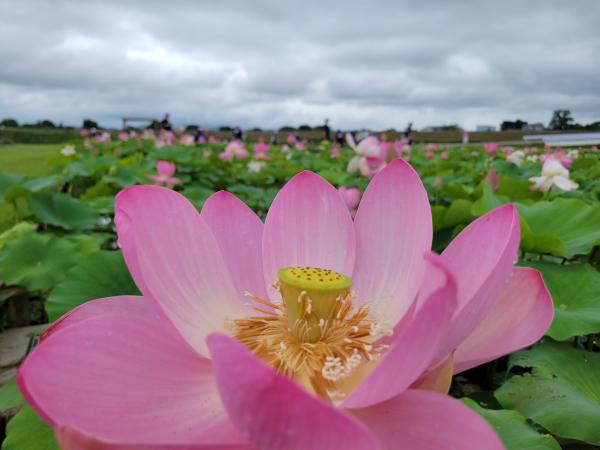 中尊寺ハスの開花情報（令和8年7月3日現在） - 国見町ホームページ
