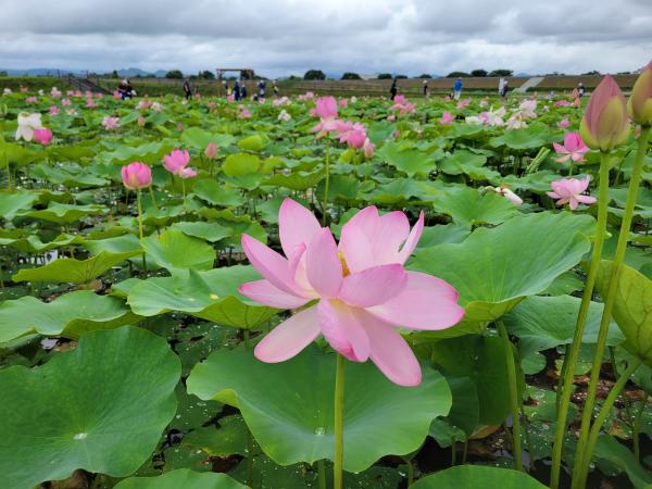 中尊寺ハスの開花情報（令和8年7月3日現在） - 国見町ホームページ